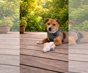 Mutt Dogs for adoption in Sanford, FL, USA