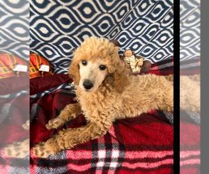 Poodle (Standard) Puppy for sale in ANDERSON, SC, USA