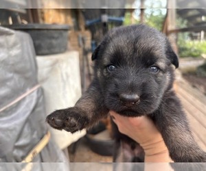 German Shepherd Dog Puppy for sale in MITCHELL, IN, USA