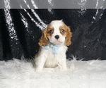 Small #1 Cavalier King Charles Spaniel