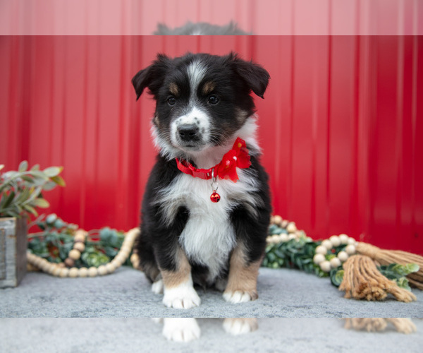 Medium Photo #24 Miniature Australian Shepherd Puppy For Sale in MILLERSBURG, OH, USA