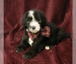 Small Photo #2 Sheepadoodle Puppy For Sale in INDIANAPOLIS, IN, USA