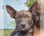 Small #5 Bo-Dach