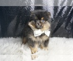 Small #3 Pomeranian