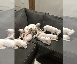 Dogo Argentino Puppy for sale in BEAUMONT, CA, USA