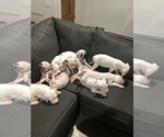 Small Photo #1 Dogo Argentino Puppy For Sale in BEAUMONT, CA, USA