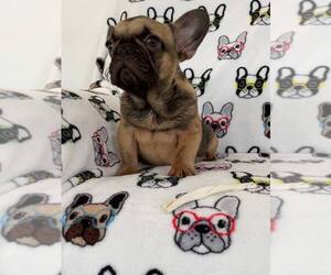 French Bulldog Puppy for sale in METUCHEN, NJ, USA