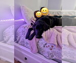 Small #3 Labrador Retriever Mix