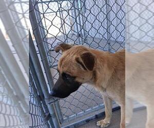 German Shepherd Dog Dogs for adoption in Bakersfield, CA, USA