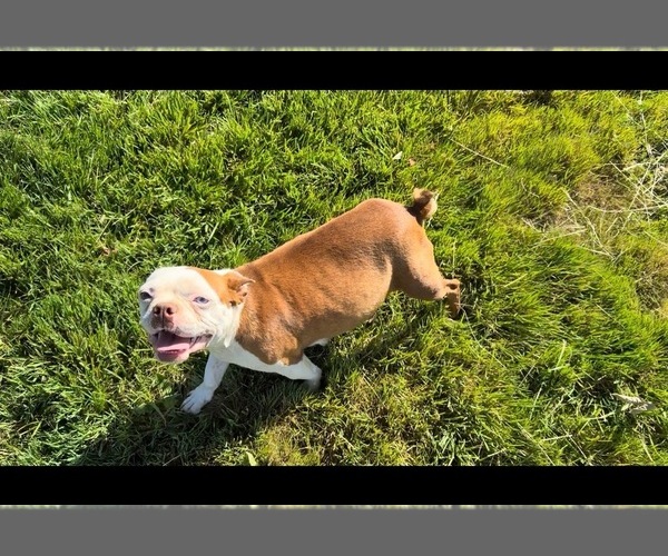 Medium Photo #1 Boston Terrier Puppy For Sale in OROVILLE, CA, USA