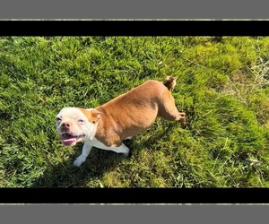 Mother of the Boston Terrier puppies born on 06/01/2026
