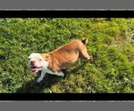 Small Photo #1 Boston Terrier Puppy For Sale in OROVILLE, CA, USA