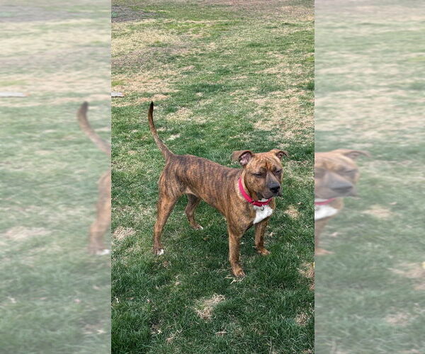 Medium Photo #2 American Staffordshire Terrier-Unknown Mix Puppy For Sale in Wenonah, NJ, USA