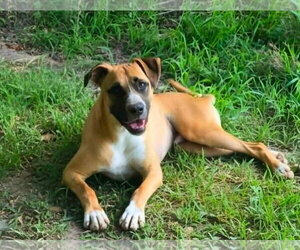 Moose - Male Black Mouth Cur-Boxer Mix Dog for Adoption - Photo #5