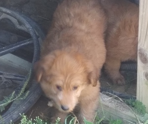 Colliepoo Puppy for sale in BUCKLIN, MO, USA