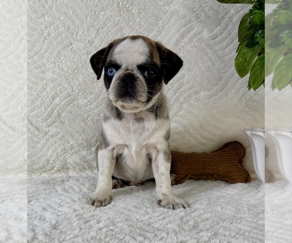 Medium Photo #3 Pug Puppy For Sale in GREENFIELD, IN, USA