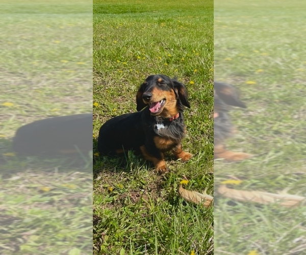 Medium Photo #1 Dachshund Puppy For Sale in CAMDEN, OH, USA
