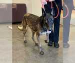 Small #1 Mutt