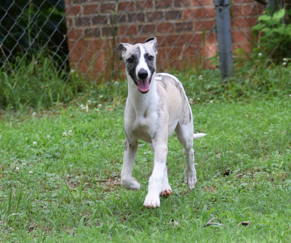 Medium Photo #3 Whippet Puppy For Sale in DONALDS, SC, USA