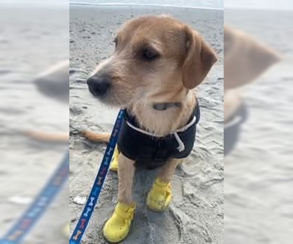 Medium Photo #3 Mutt Puppy For Sale in Spring Lake, NC, USA