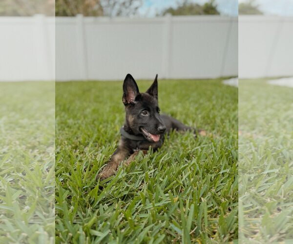 Medium Photo #2 German Shepherd Dog Puppy For Sale in Orlando, FL, USA
