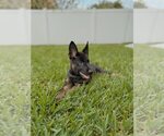Small #1 German Shepherd Dog