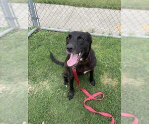 Labrador Retriever Dogs for adoption in Corpus Christi, TX, USA