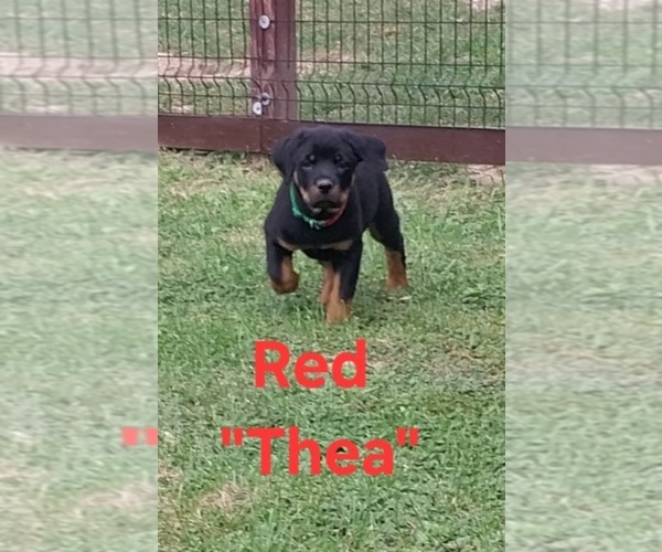 Medium Photo #5 Rottweiler Puppy For Sale in DANVILLE, IL, USA