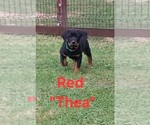 Small #4 Rottweiler