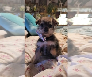 Schnoodle (Miniature) Puppy for sale in BLACHLY, OR, USA