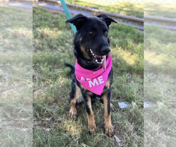 Medium Photo #7 German Shepherd Dog-Unknown Mix Puppy For Sale in Euless, TX, USA