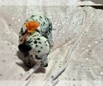 Small Photo #2 Dalmatian Puppy For Sale in TEMPLE, TX, USA