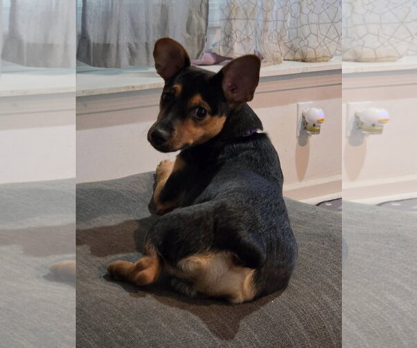 Medium Photo #1 Chipin Puppy For Sale in Fort Wayne, IN, USA