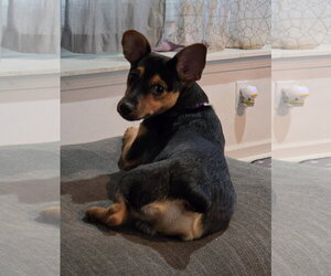 Chipin Dogs for adoption in Fort Wayne, IN, USA