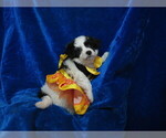 Small Photo #4 Pom-A-Poo Puppy For Sale in HARTVILLE, MO, USA