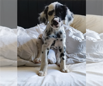 Small #2 Dalmatian