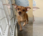 PUPCORN - Male Chihuahua Dog for Adoption - Small photo