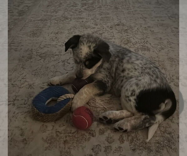 Medium Photo #2 Australian Shepherd-Unknown Mix Puppy For Sale in Raleigh, NC, USA
