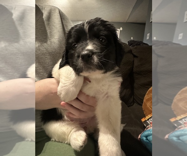 Medium Photo #5 Saint Bernewfie Puppy For Sale in HARTFORD CITY, IN, USA