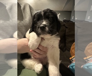 Medium Saint Bernewfie