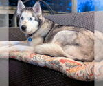 Small #2 Siberian Husky
