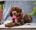 Small Photo #10 Cocker Spaniel Puppy For Sale in WAKARUSA, IN, USA