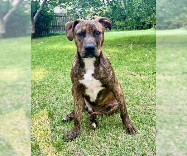 Medium Photo #2 American Pit Bull Terrier-Unknown Mix Puppy For Sale in Germanton, TN, USA