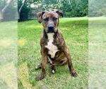Small #1 American Pit Bull Terrier Mix