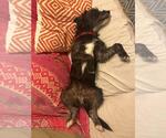 Small #1 German Wirehaired Pointer Mix