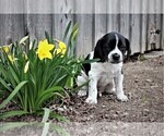 Small Photo #14 Labradinger Puppy For Sale in LISLE, NY, USA