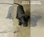 Small Photo #6 Great Dane Puppy For Sale in NORCO, CA, USA
