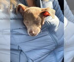 Small #2 Chihuahua Mix