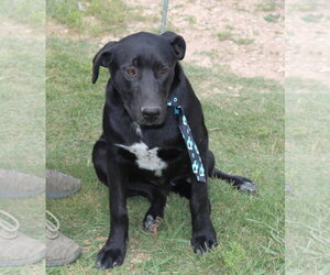 Kota - Male Labrador Retriever Dog for Adoption - Photo #2