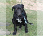 Small #1 Labrador Retriever